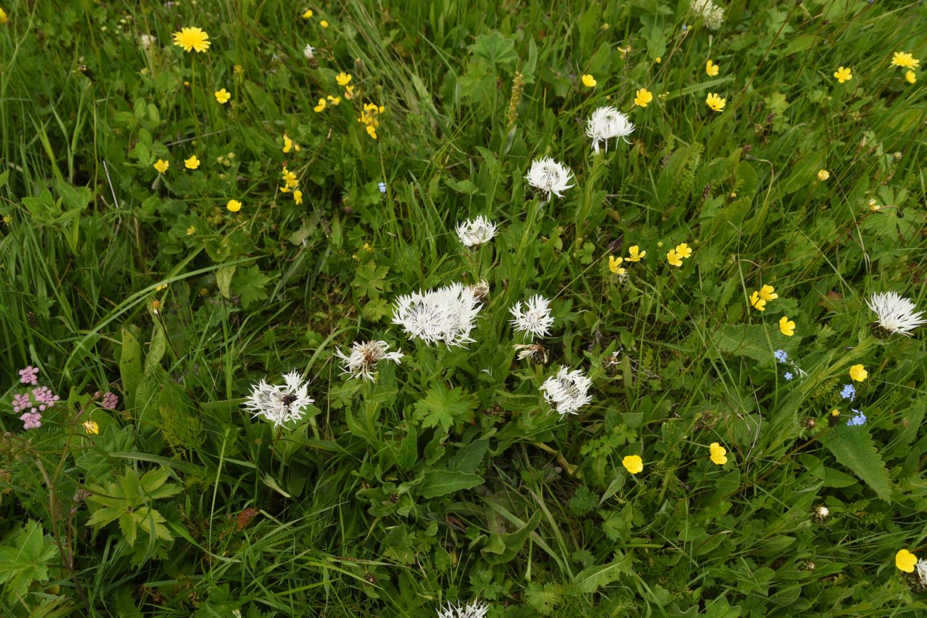 Изображение особи Centaurea cheiranthifolia.