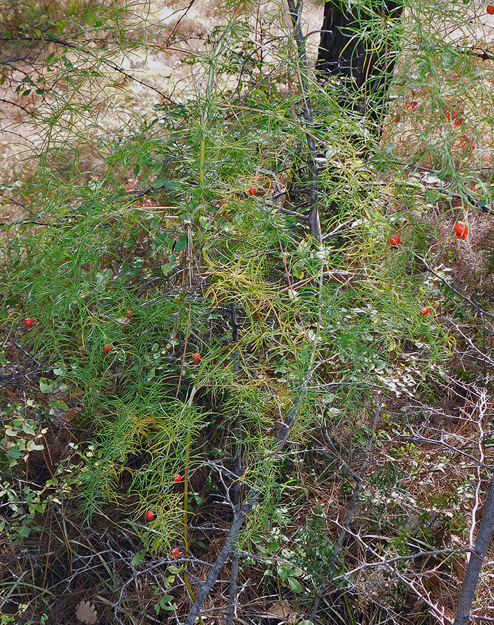 Image of Asparagus verticillatus specimen.