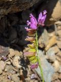 Polygala comosa. Верхушка побега с цветками и завязавшимися плодами. Крым, Южный Берег, окр. с. Лучистое, гора Южная Демерджи, на каменисто-глинистом склоне. 03.06.2024.