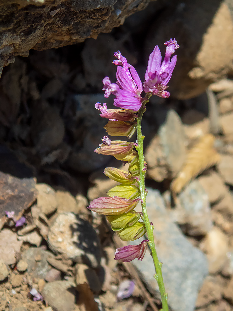 Image of Polygala comosa specimen.