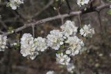 View full-size image Pyrus elaeagrifolia