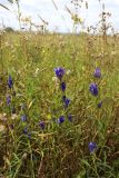 View full-size image Gentiana pneumonanthe