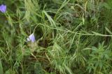 View full-size image Campanula stevenii