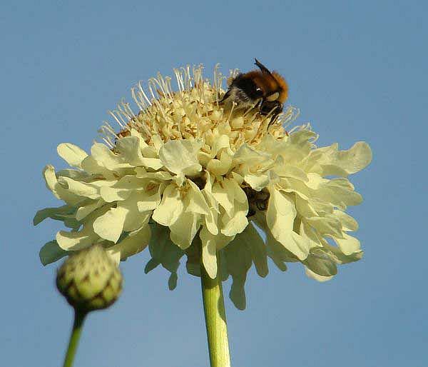 Image of Cephalaria gigantea specimen.