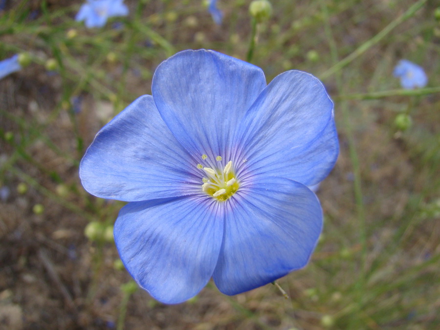 Image of Linum pallescens specimen.