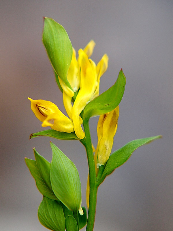 Изображение особи Corydalis ochotensis.