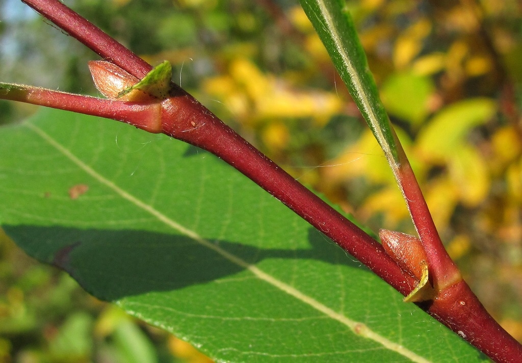 Image of Salix &times; myrtoides specimen.