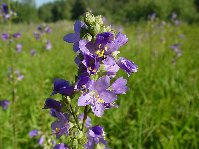 Изображение особи Polemonium caeruleum.