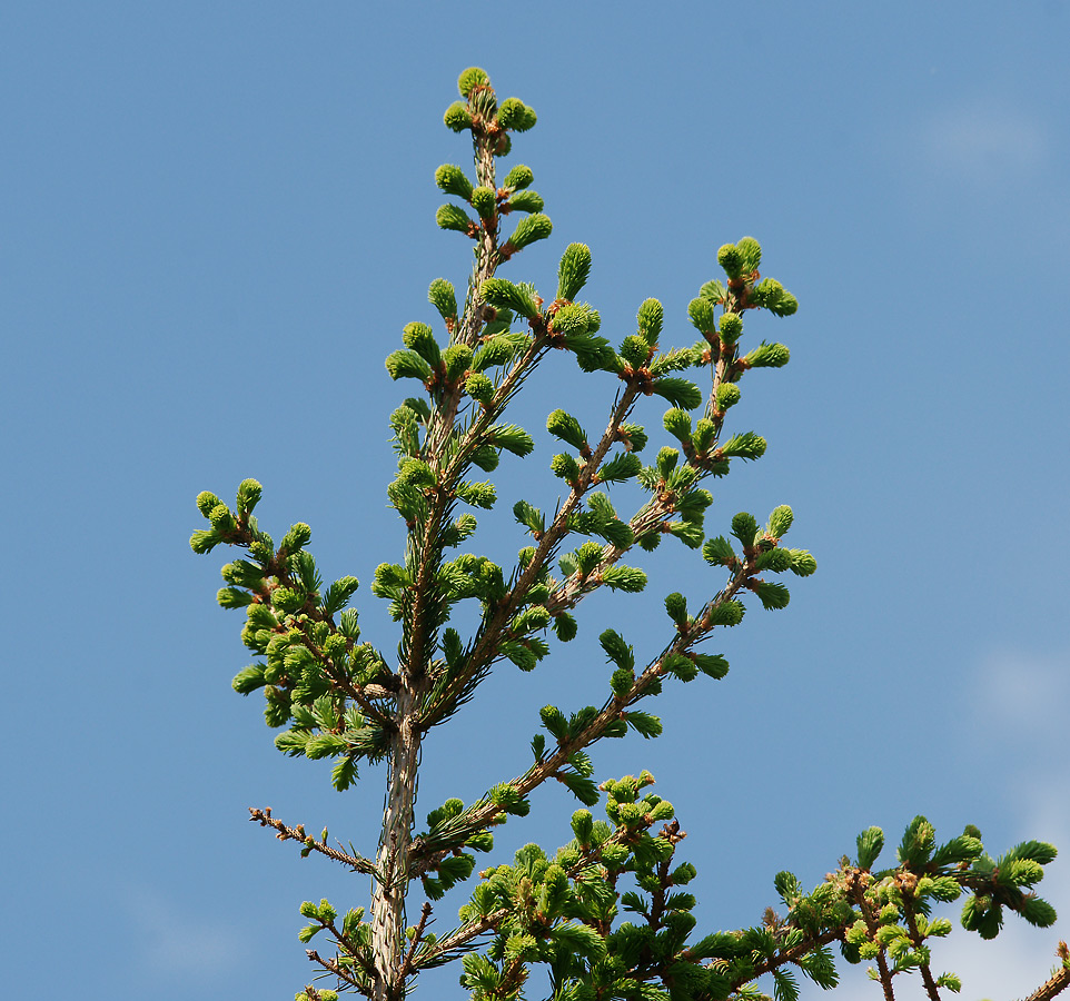 Изображение особи Picea abies.