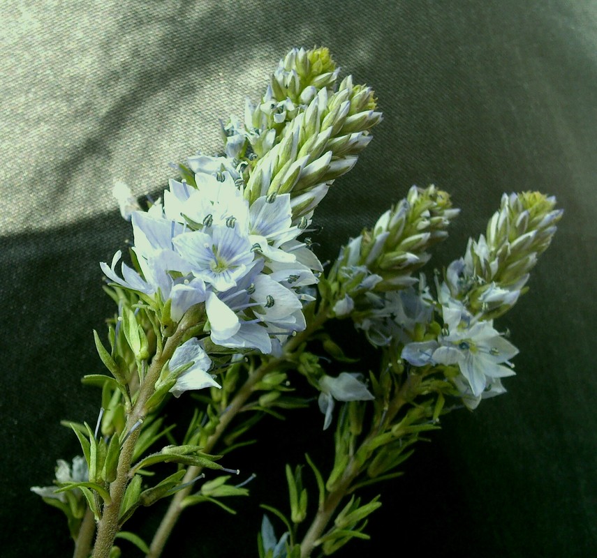 Image of Veronica prostrata specimen.