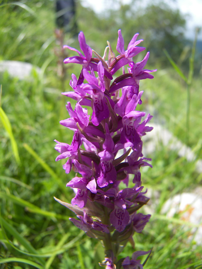 Image of Dactylorhiza incarnata specimen.