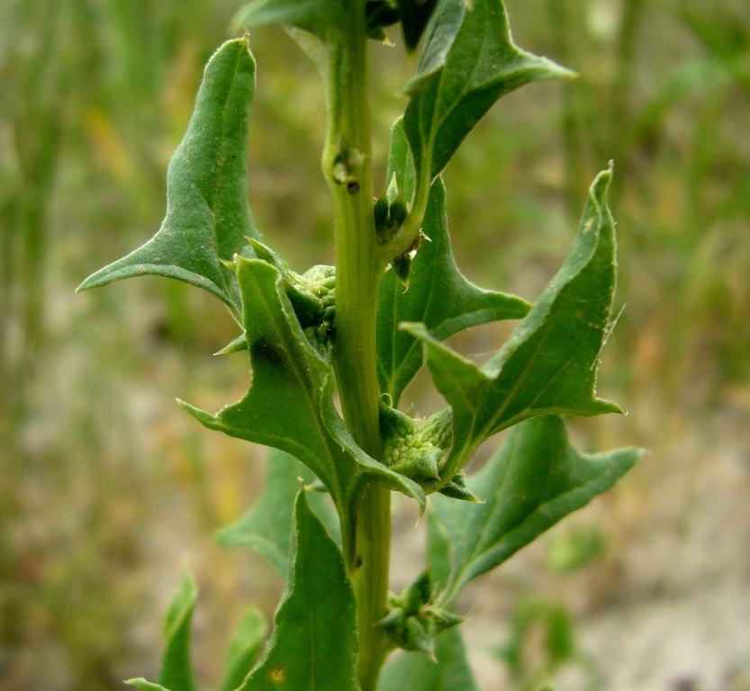 Image of Spinacia turkestanica specimen.