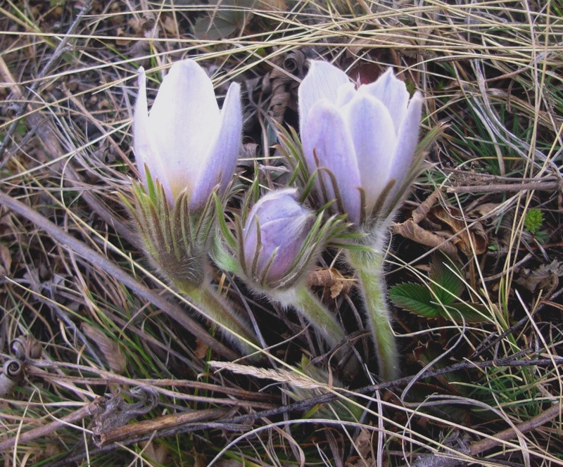 Image of Pulsatilla multifida specimen.