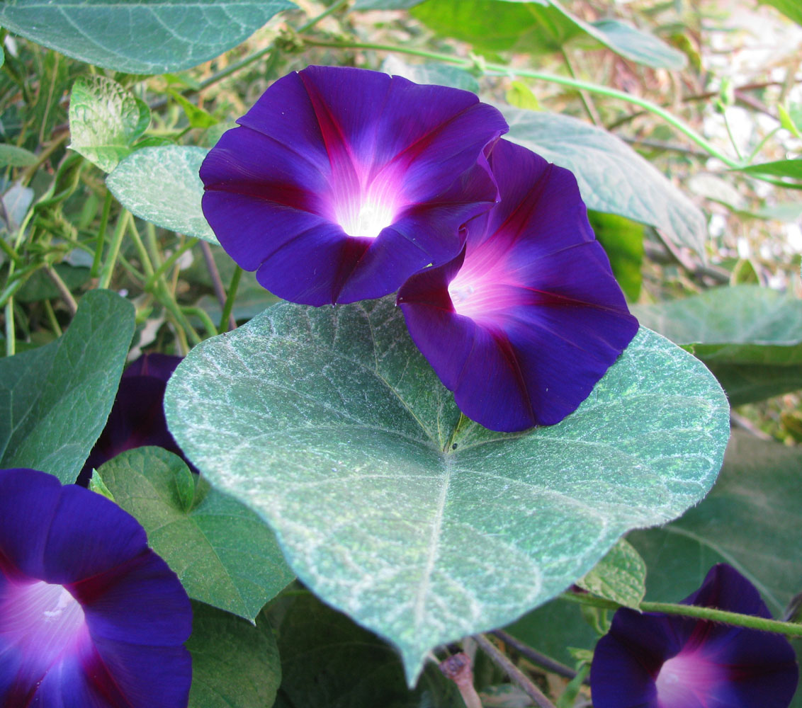 Image of Ipomoea purpurea specimen.