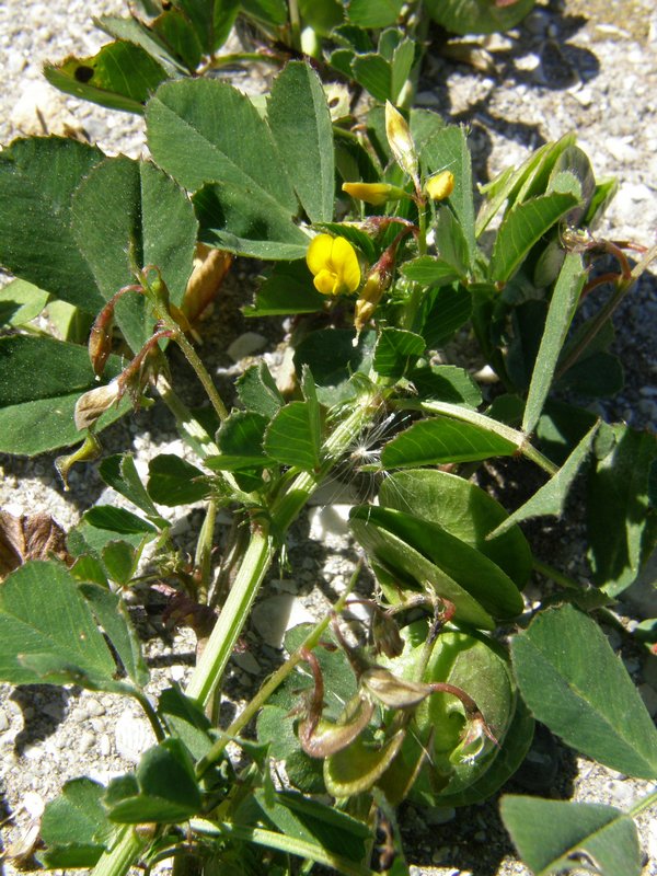 Image of Medicago orbicularis specimen.