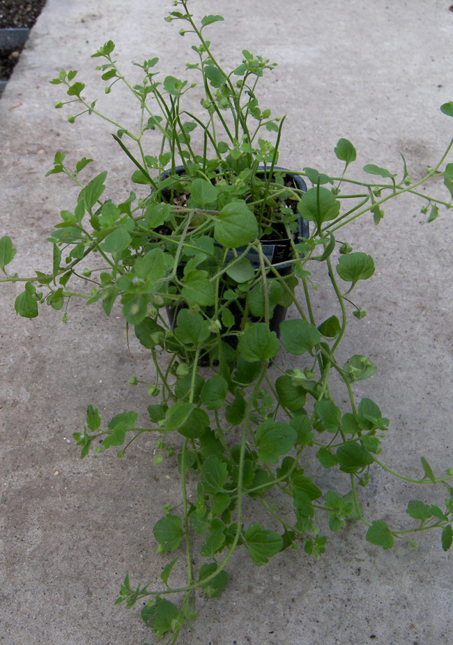 Image of Veronica sublobata specimen.