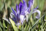 Iris biglumis. Цветок, бутон (слева) и верхушки листьев. Красноярский край, берег оз. Учум. 28 мая 2012 г.