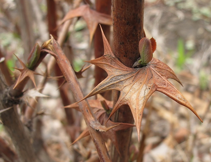 Image of genus Berberis specimen.