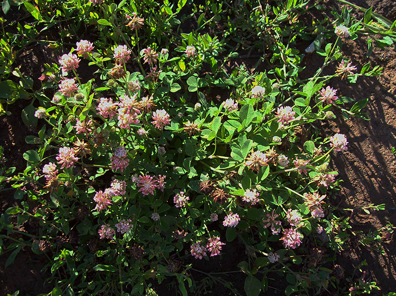 Image of Trifolium hybridum specimen.