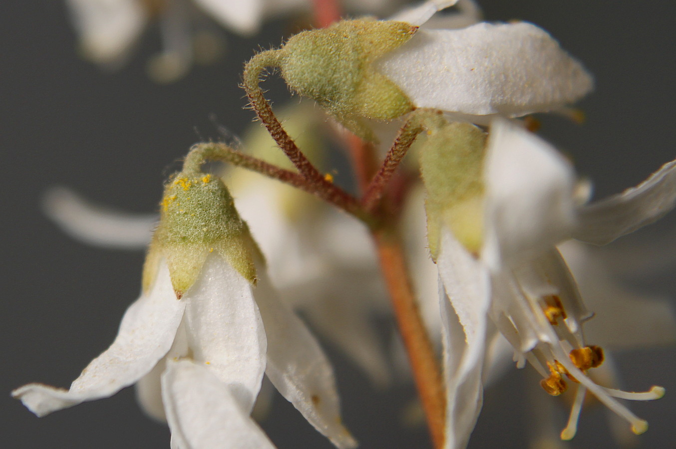 Image of Deutzia &times; carnea specimen.