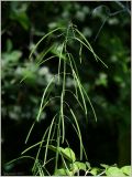 Arabis pendula