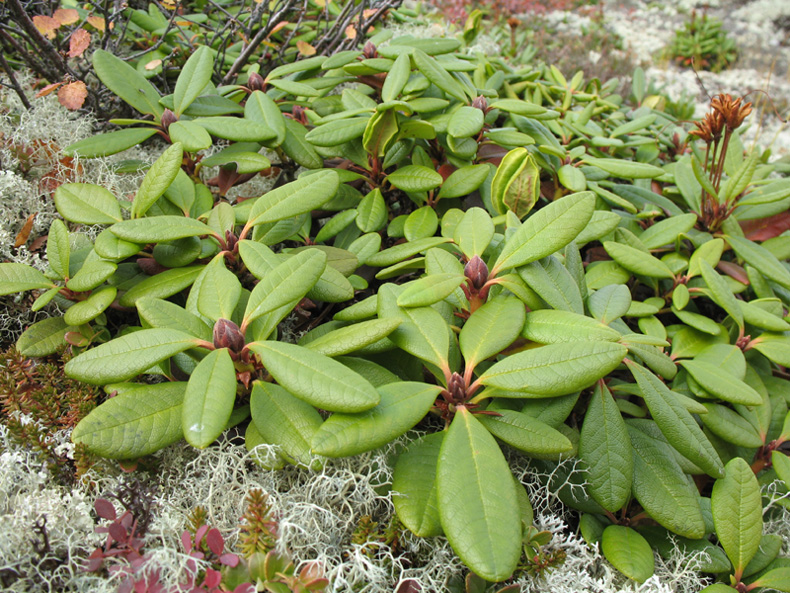 Image of Rhododendron aureum specimen.