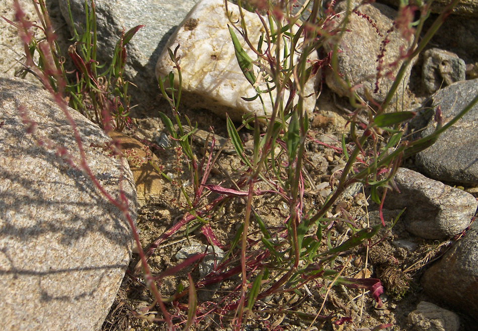 Image of Rumex acetoselloides specimen.