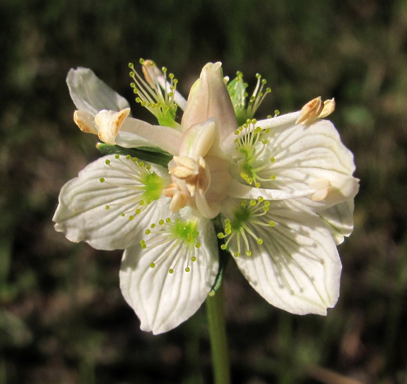 Изображение особи Parnassia palustris.