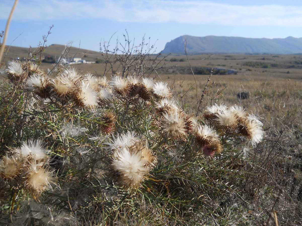 Image of Lamyra echinocephala specimen.