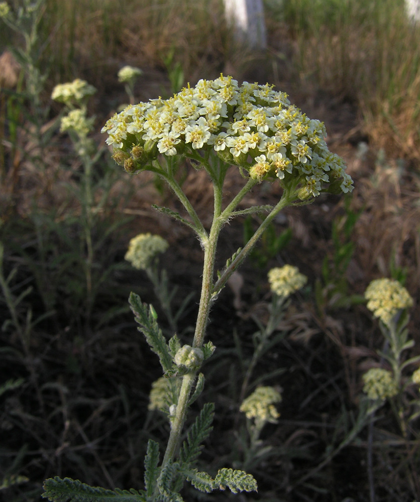 Изображение особи род Achillea.