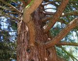Sequoiadendron giganteum. Ствол и ветви нижней части кроны старого дерева. Германия, г. Krefeld, ботанический сад. 16.09.2012.
