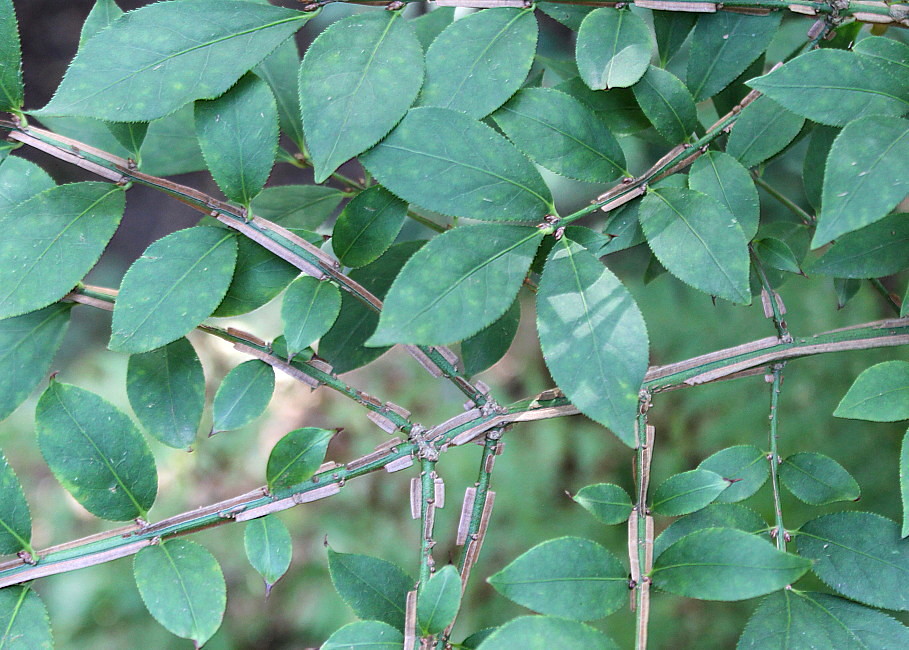 Image of Euonymus alatus specimen.