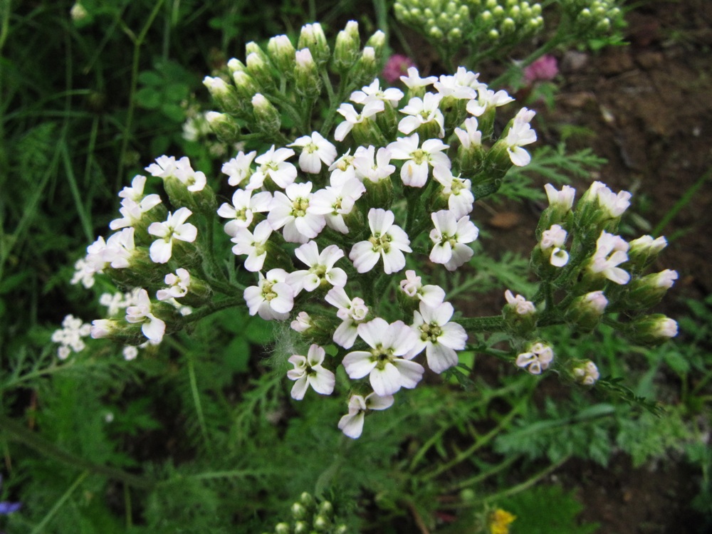 Image of Achillea millefolium specimen.