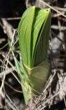 Veratrum nigrum. Прорастающий побег. Белгородская обл., \"Ямская степь\". 02.05.2009.