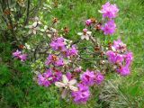 Rhododendron parvifolium