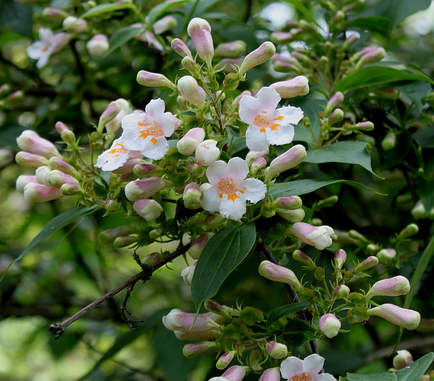 Image of Dipelta floribunda specimen.