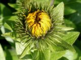 genus Inula. Распускающееся соцветие. Германия, г. Krefeld, Ботанический сад. 02.06.2013.