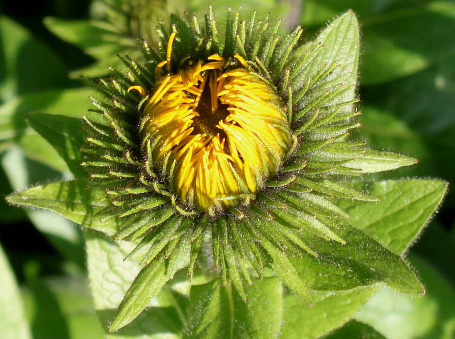 Image of genus Inula specimen.