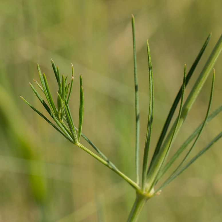 Image of Galium octonarium specimen.