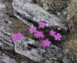 Dianthus haematocalyx