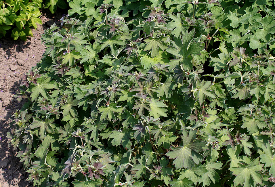 Изображение особи Geranium wlassovianum.