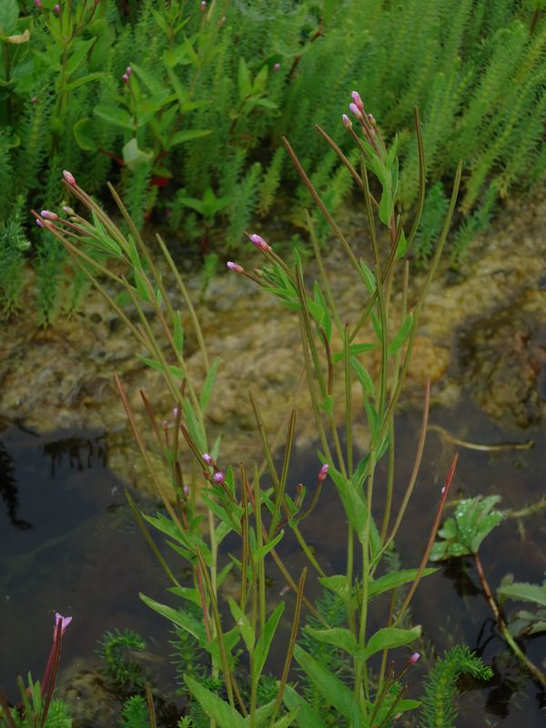 Image of Epilobium palustre specimen.