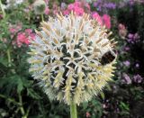 genus Echinops. Соцветие с кормящимся жуком. Владивосток, Ботанический сад-институт ДВО РАН. 10 августа 2013 г.