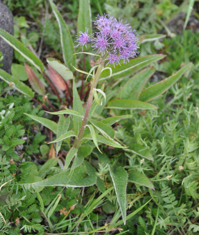 Image of Saussurea pseudotilesii specimen.