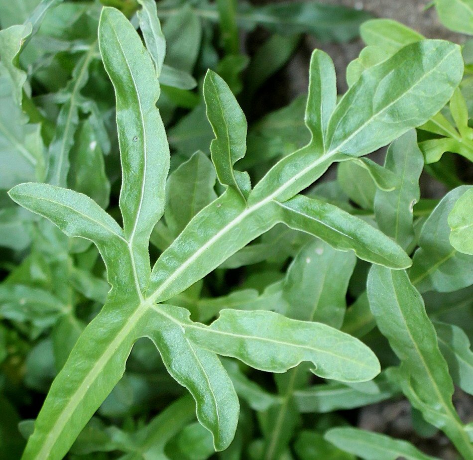 Image of Reseda lutea specimen.