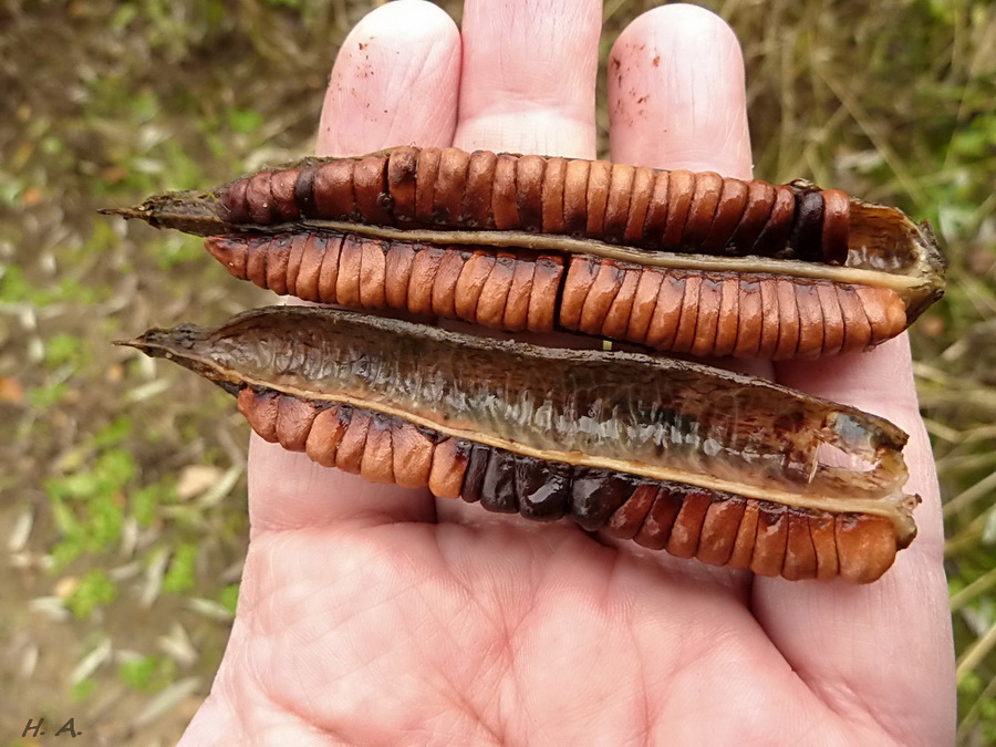 Image of Iris pseudacorus specimen.