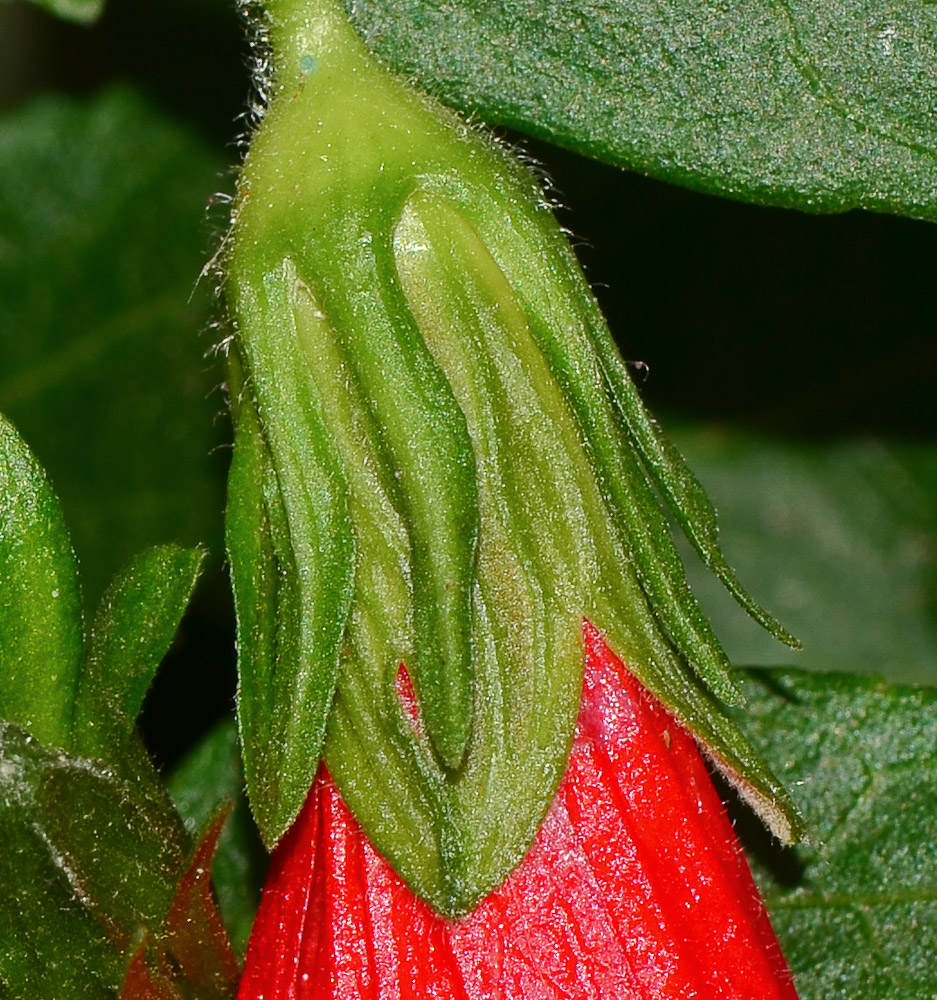 Image of Malvaviscus penduliflorus specimen.