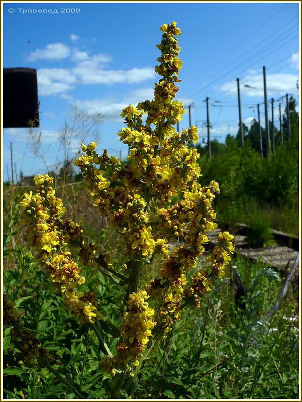 Image of Verbascum lychnitis specimen.