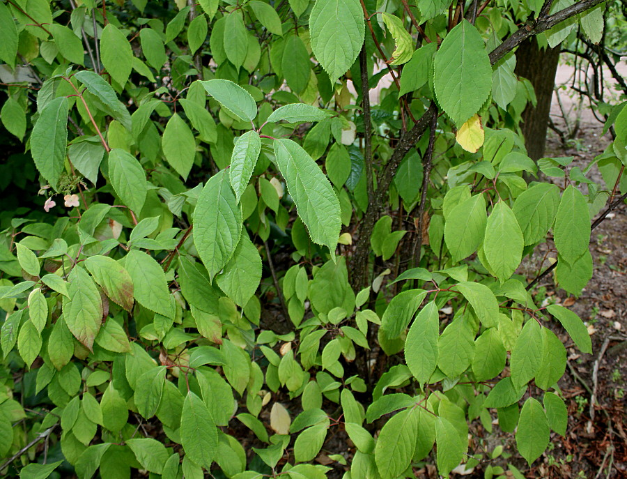 Image of Hydrangea heteromalla specimen.