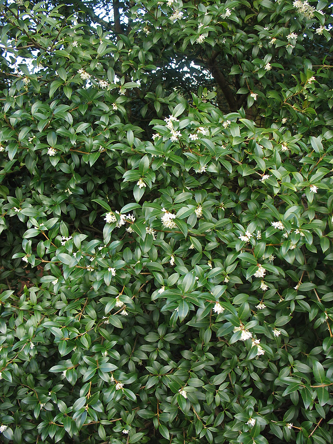 Image of Osmanthus &times; burkwoodii specimen.